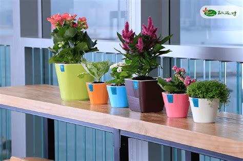顏色查詢 桌上型植物